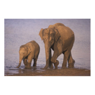 India, Nagarhole National Park. Asian elephant Wood Wall Decor