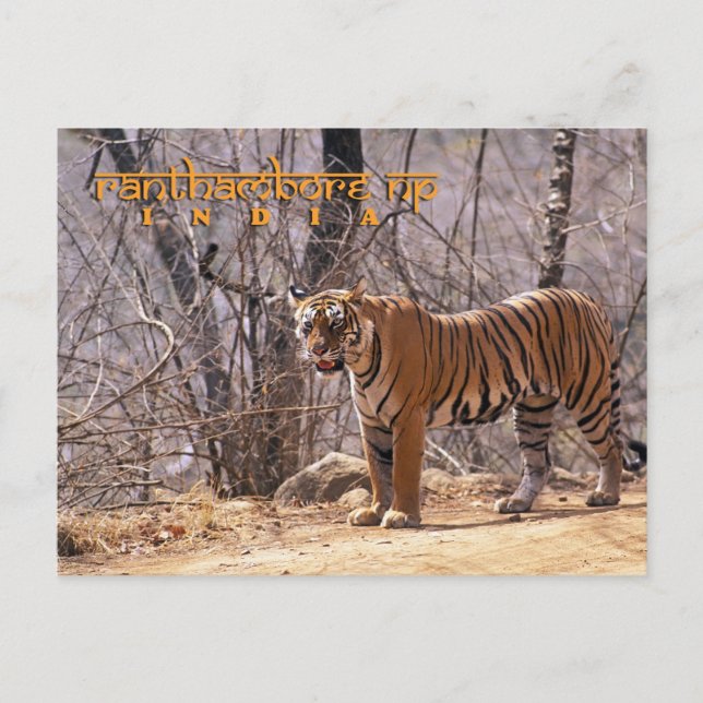 India Postcard (Front)