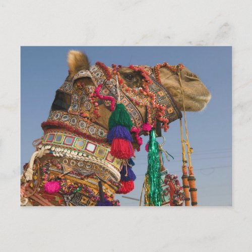 INDIA Rajasthan Pushkar PUSHKAR CAMEL FAIR Postcard