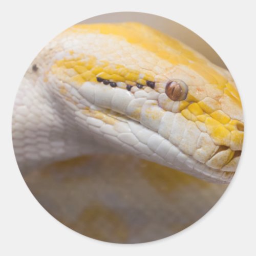 Indian Albino Python Ho Chi Minh City Zoo Vietnam Classic Round Sticker