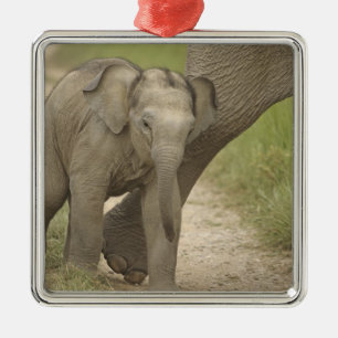 Indian / Asian Elephant and young one,Corbett 2 Metal Ornament