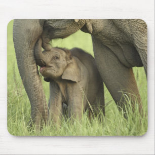 Indian / Asian Elephant and young one,Corbett 2 Mouse Pad