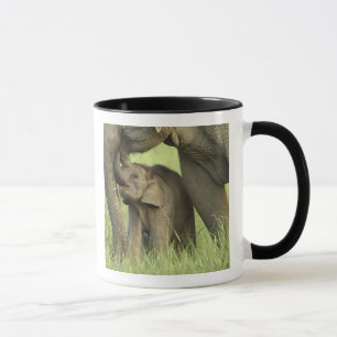 Indian / Asian Elephant and young one,Corbett 2 Mug