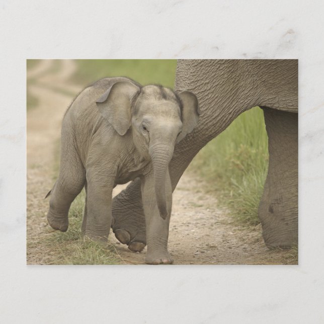 Indian / Asian Elephant and young one,Corbett 2 Postcard (Front)