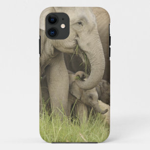 Indian / Asian Elephant and young one,Corbett 3 iPhone 11 Case