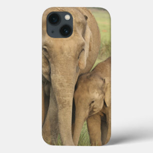 Indian / Asian Elephant and young one,Corbett iPhone 13 Case