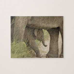 Indian / Asian Elephant and young one,Corbett Jigsaw Puzzle