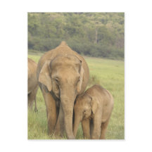 Indian / Asian Elephant and young one,Corbett