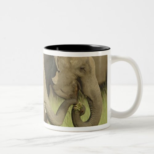 Indian  Asian Elephant asking for foodCorbett Two_Tone Coffee Mug