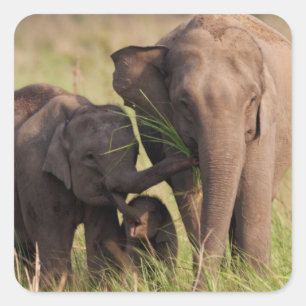 Indian Asian Elephant Family in the Savannah Sticker