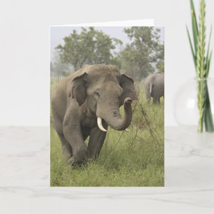 Indian Asian Elephant Greeting Card