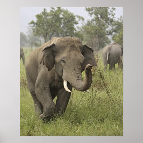 Indian  Asian Elephant greetingCorbett Poster