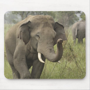 Indian Asian Elephant Greeting Mouse Pad