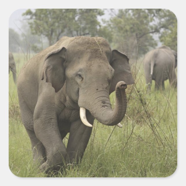 Indian Asian Elephant Greeting Square Sticker (Front)
