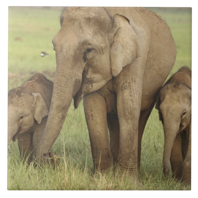 Indian Asian Elephant & Young Ones Ceramic Tile (Front)