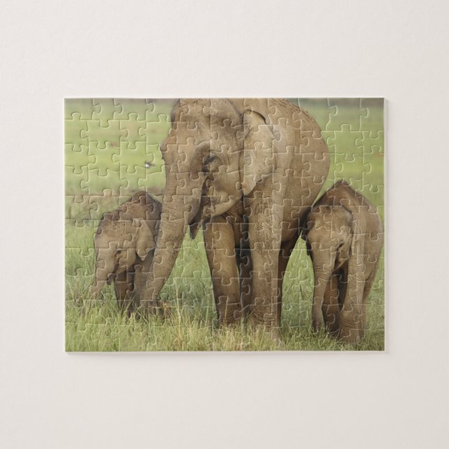 Indian Asian Elephant & Young Ones Jigsaw Puzzle (Horizontal)