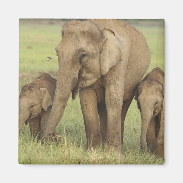 Indian Asian Elephant & Young Ones Magnet (Front)