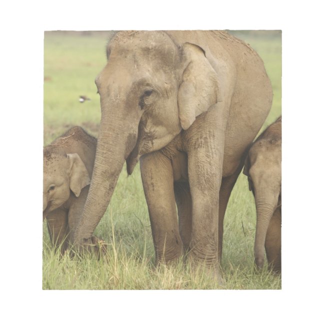Indian Asian Elephant & Young Ones Notepad (Front)