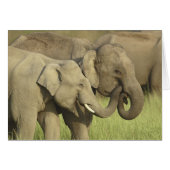 Indian Asian Elephants (Front Horizontal)