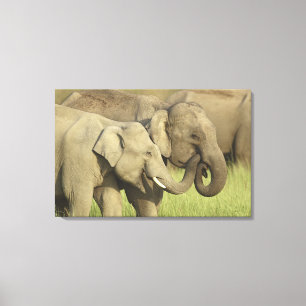 Indian Asian Elephants Canvas Print