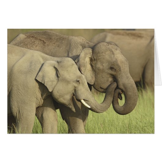 Indian Asian Elephants Cards (Front Horizontal)