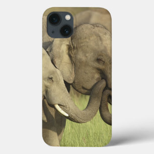 Indian Asian Elephants iPhone 13 Case