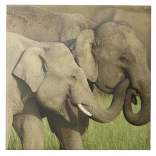 Indian Asian Elephants Ceramic Tile