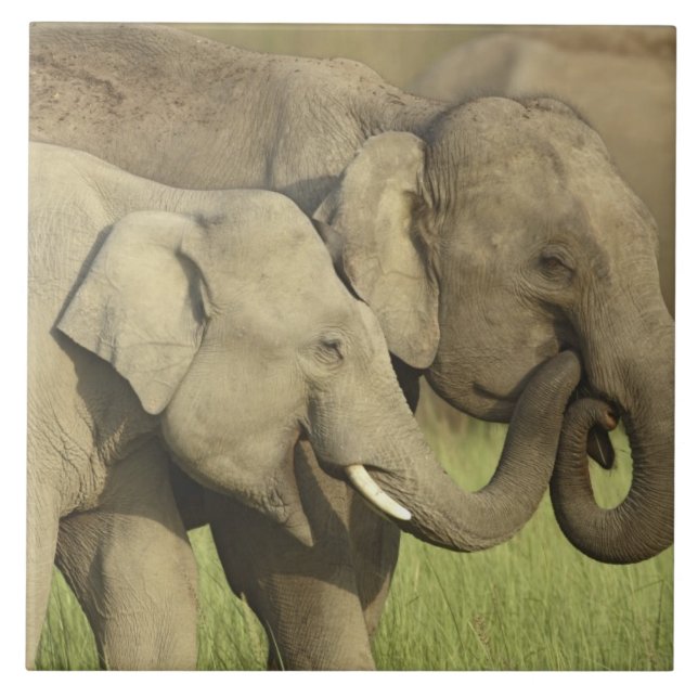 Indian Asian Elephants Ceramic Tile (Front)