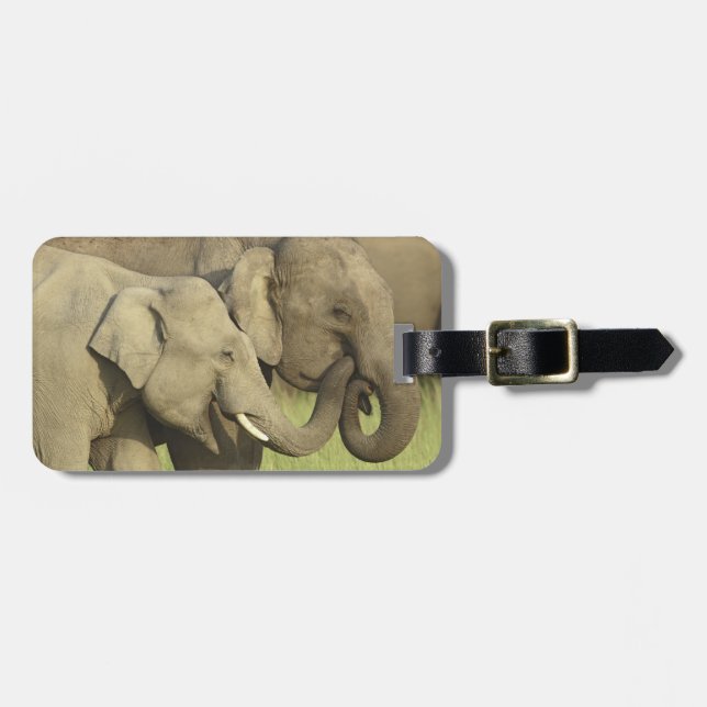 Indian Asian Elephants Luggage Tag (Front Horizontal)
