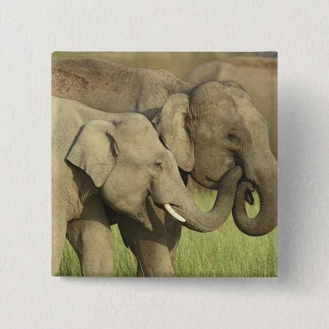 Indian Asian Elephants Pinback Button (Front)
