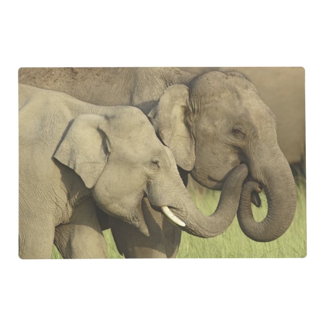 Indian Asian Elephants Placemat (Front)