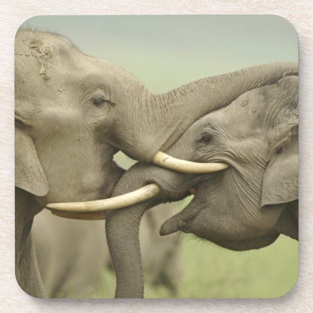 Indian Asian Elephants play Fighting Coaster (Front)