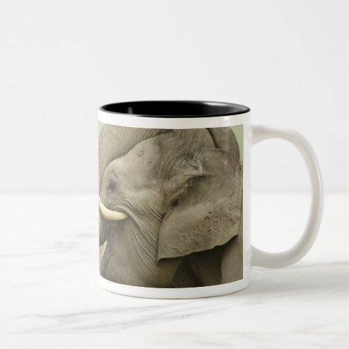 Indian  Asian Elephants play fightingCorbett 2 Two_Tone Coffee Mug