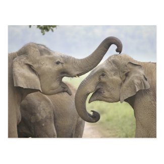 Indian / Asian Elephants play fighting,Corbett 3 Postcard