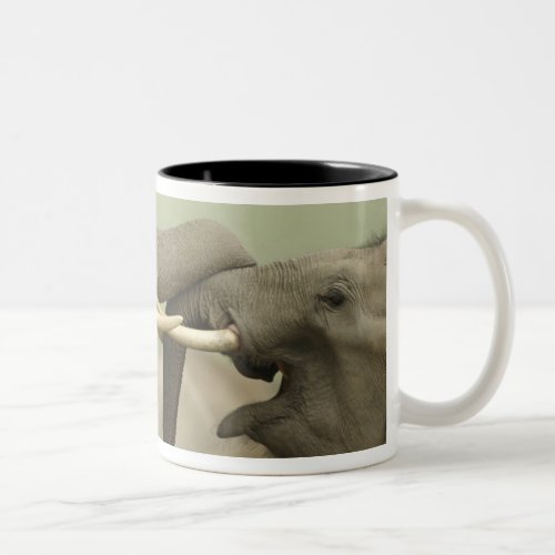 Indian  Asian Elephants play fightingCorbett Two_Tone Coffee Mug