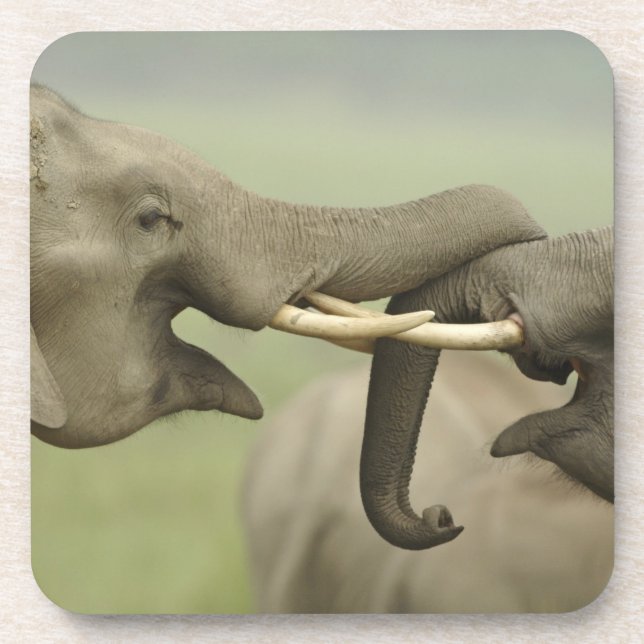 Indian Asian Elephants play Fighting Drink Coaster (Front)