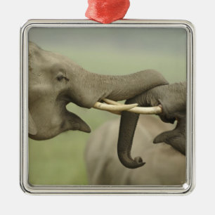 Indian Asian Elephants play Fighting Metal Ornament
