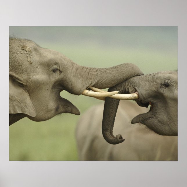 Indian Asian Elephants play Fighting Poster (Front)