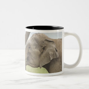 Indian Asian Elephants play Fighting Two-Tone Coffee Mug