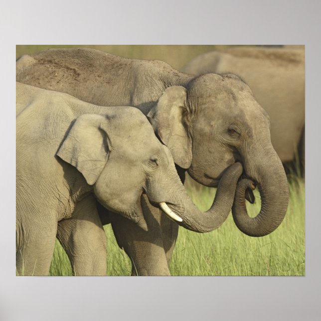 Indian Asian Elephants Poster (Front)