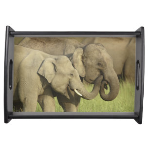Indian Asian Elephants Serving Tray