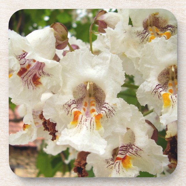 Indian Bean Tree Flowers Hard Plastic Coaster (Front)