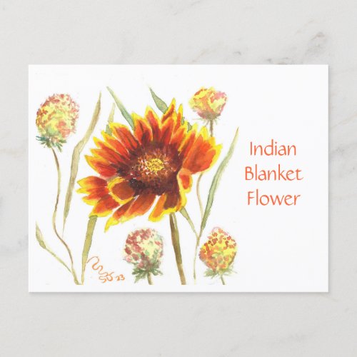 Indian Blanket Flower Post Card