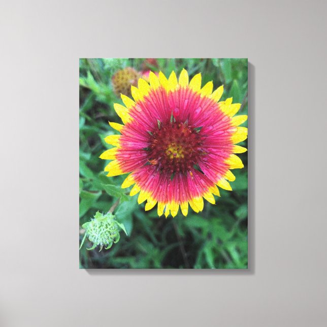 Indian Blanket Flower Texas Wildflower Canvas Print (Front)