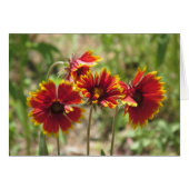 Indian Blanket Wildflowers (Front Horizontal)