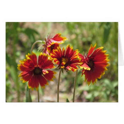Indian Blanket Wildflowers Cards (Front Horizontal)