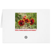 Indian Blanket Wildflowers Cards (Back Horizontal)