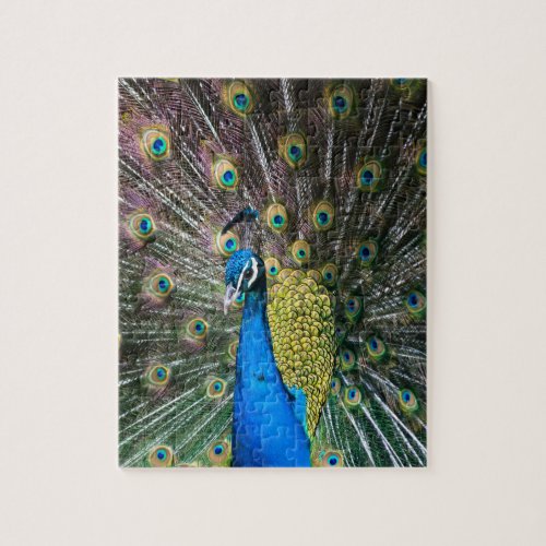 Indian blue green peacock bird feathers on display jigsaw puzzle