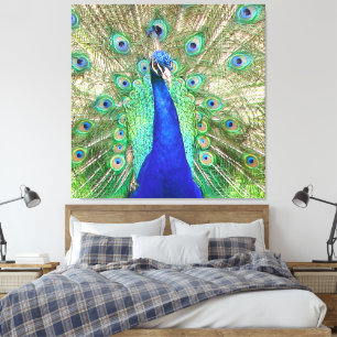 Indian Blue Peacock Canvas Print