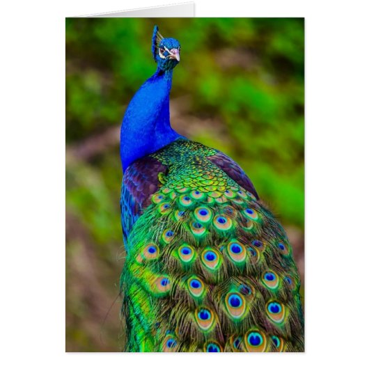 Indian Blue Peacock Cards (Front)